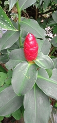 Costus woodsonii
