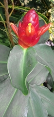 Costus woodsonii