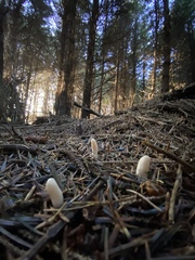 Trichoderma leucopus