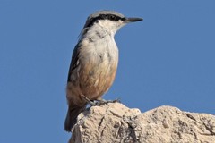 Western Rock Nuthatch photo 2