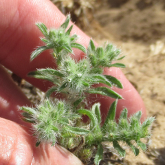 Cryptantha minima