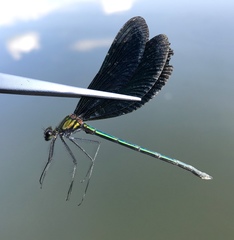 Calopteryx japonica