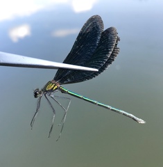 Calopteryx japonica