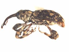 Acicnemis crassiusculus