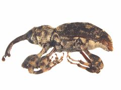 Acicnemis crassiusculus