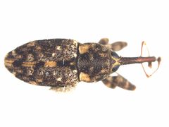 Acicnemis crassiusculus