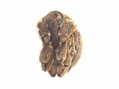 Tamphilus amplicollis