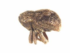 Tamphilus amplicollis