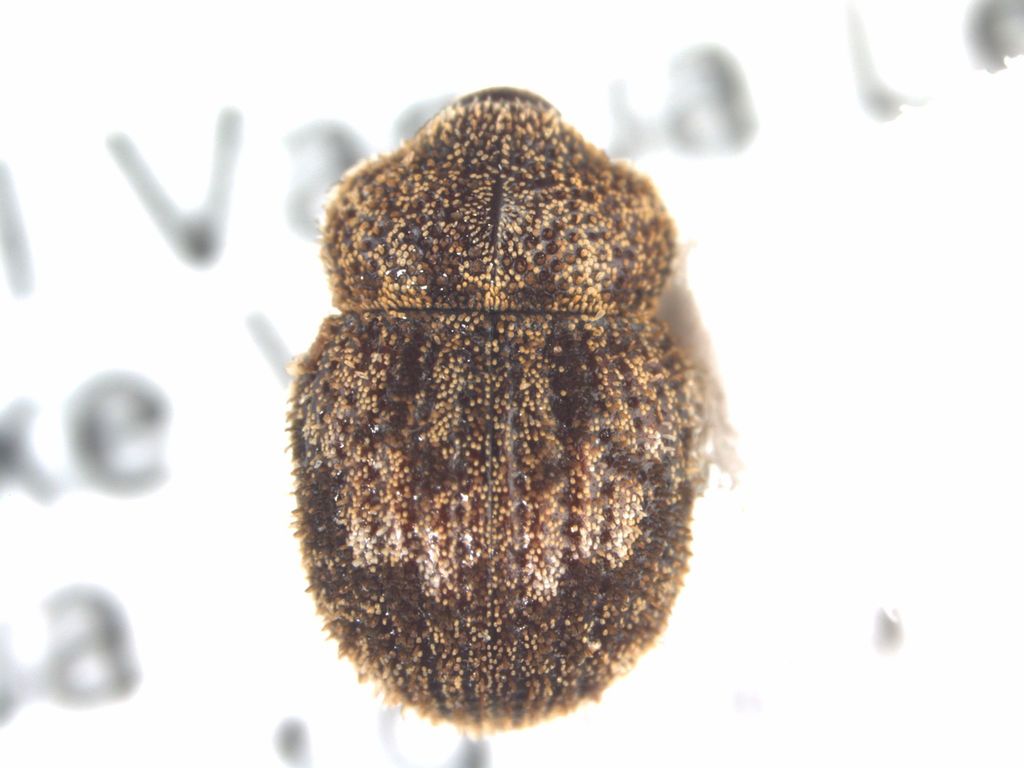Weevil