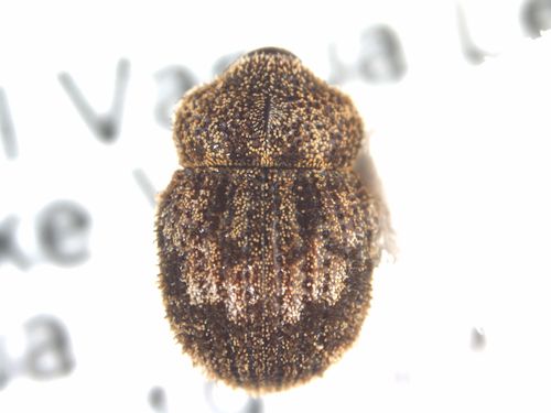 Weevil