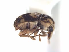 Plesiobasis
