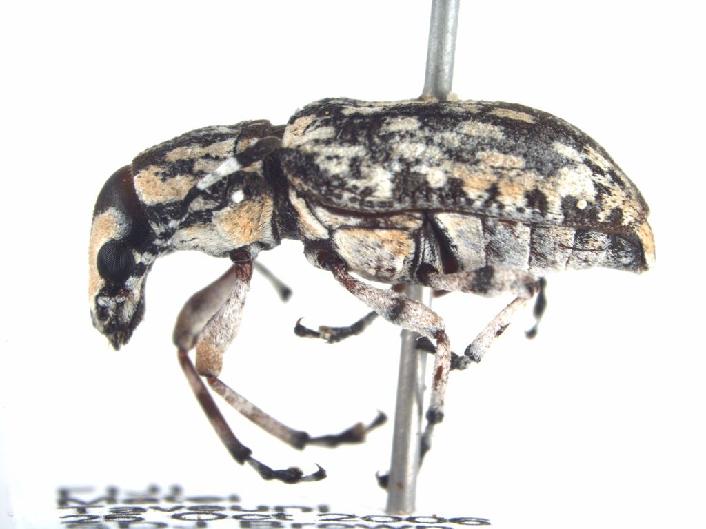 Cerambyrhynchus