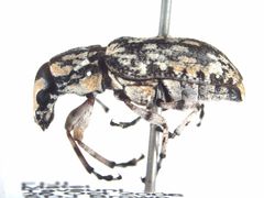 Cerambyrhynchus schonherri
