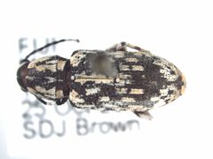 Cerambyrhynchus schonherri