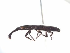 Eubactrus semiaeneus