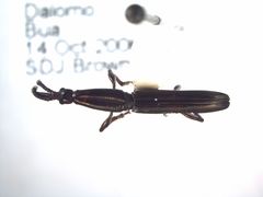 Eubactrus semiaeneus