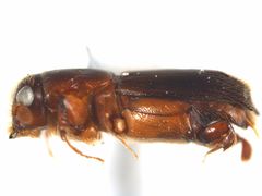 Crossotarsus externedentatus