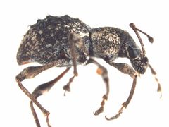 Sphaeropterus seriegranatus