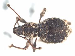 Sphaeropterus seriegranatus