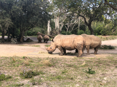 Rhinocerotidae
