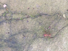 Acromyrmex octospinosus