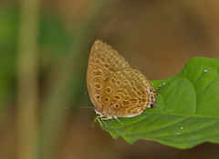 Arhopala aedias