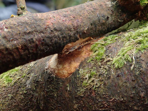 glue crust fungus