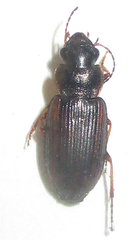 Platymetopus figuratus