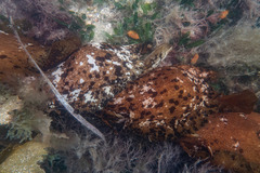 Aplysia extraordinaria