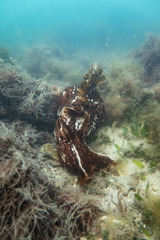Aplysia extraordinaria