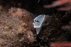 Glossodoris angasi