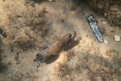 Bathygobius krefftii