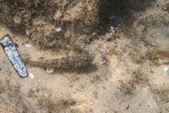 Bathygobius cocosensis