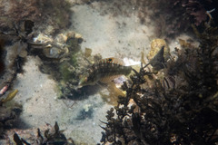 Halichoeres nebulosus