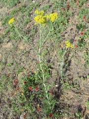Hymenopappus flavescens