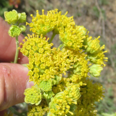 Hymenopappus flavescens