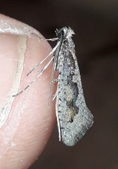 Eriocottis paradoxella