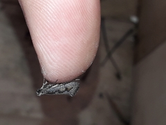 Eriocottis paradoxella