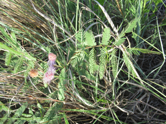 Mimosa rupertiana