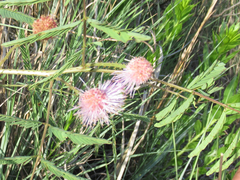 Mimosa rupertiana