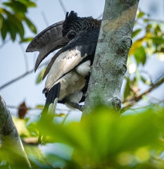 Bycanistes subcylindricus subcylindricus