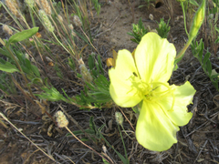 Oenothera grandis