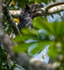 Bycanistes subcylindricus subcylindricus