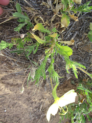 Oenothera grandis