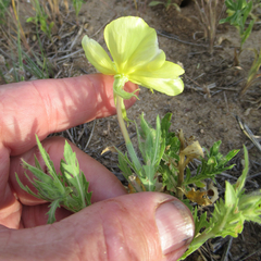 Oenothera grandis