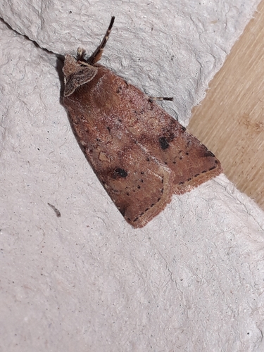 Cerastis faceta