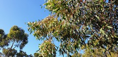Eucalyptus porosa