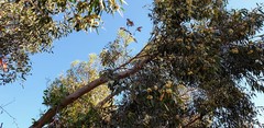 Eucalyptus porosa