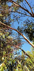 Eucalyptus porosa