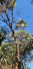 Eucalyptus porosa